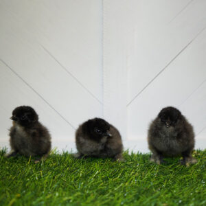 Black Silkie Bantam