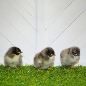 Blue Australorp