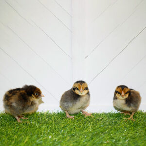 Blue Laced Red Wyandotte