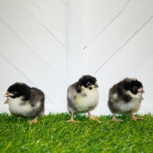 Cuckoo Marans