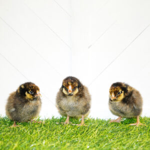 Golden Laced Wyandotte