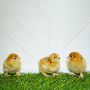 Red Frizzle Cochin Bantam