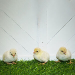 Red Pyle Old English Bantam
