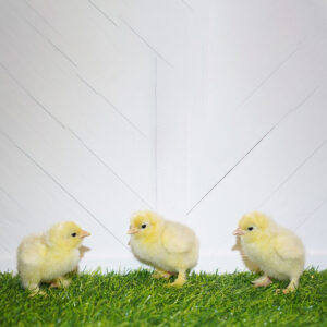White Frizzle Cochin Bantams