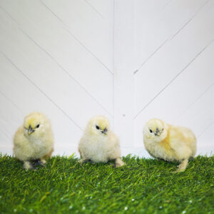 White Silkie Bantam