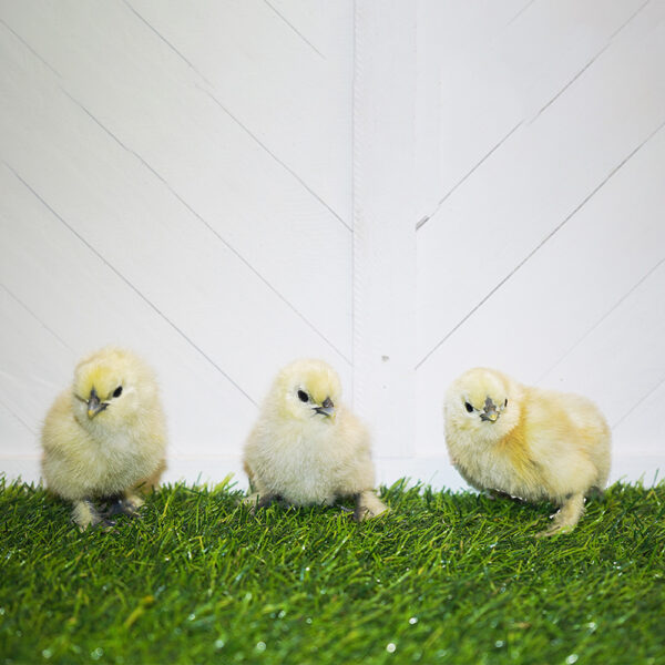 White Silkie Bantam